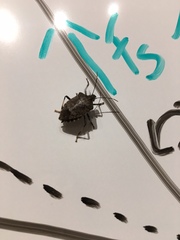 Halyomorpha halys