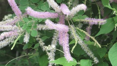Mimosa spirocarpa