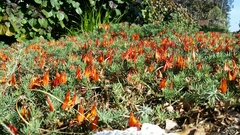Lotus berthelotii