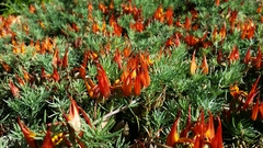 Lotus berthelotii