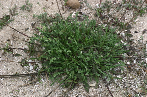 Pycnocomon rutifolium