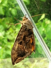 Eudocima serpentifera