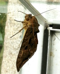 Eudocima serpentifera