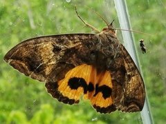 Eudocima serpentifera