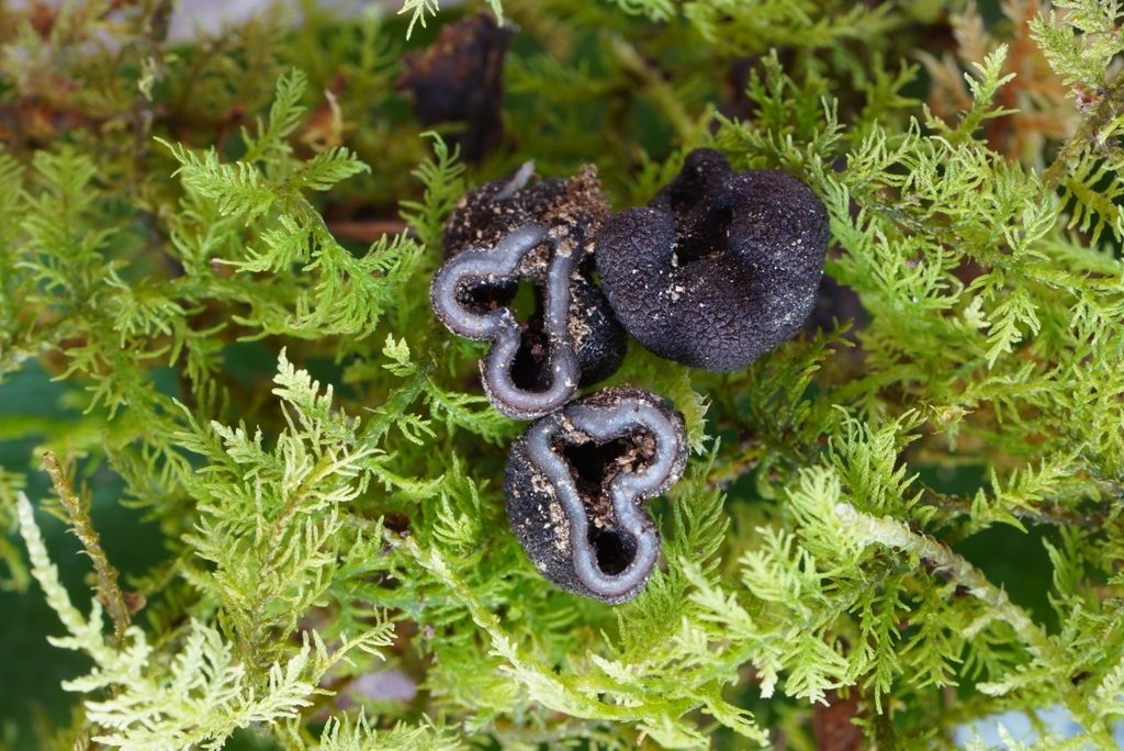 Genea sp. nov.