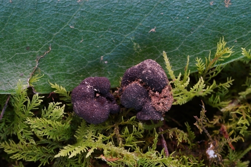 Genea sp. nov.