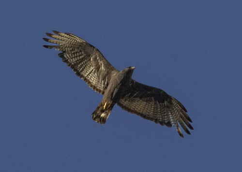 Zone-tailed Hawk