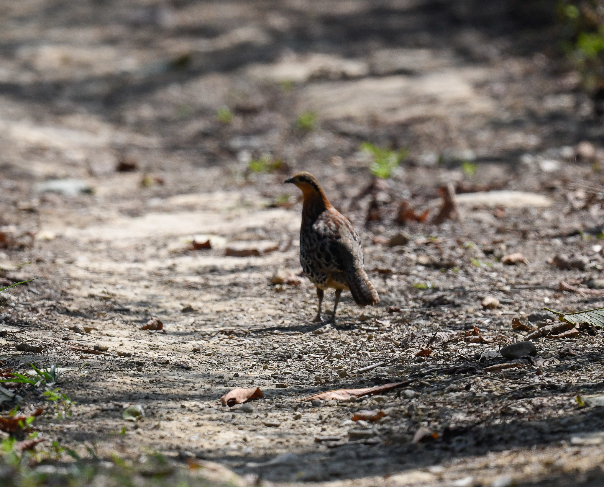 Mountain Bamboo Partridge (Bambusicola fytchii), photo 6