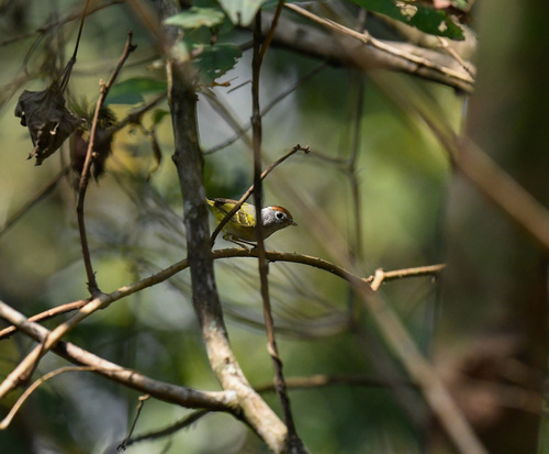 Chestnut-crowned Warbler (Phylloscopus castaniceps), photo 7