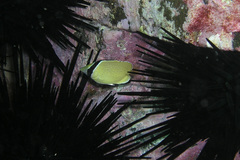 Chaetodon citrinellus