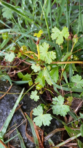 Hydrocotyle batrachium iNat (1)