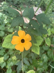 Thunbergia alata image