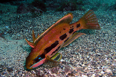 Heteroscarus acroptilus