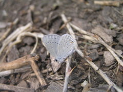 Cupido amyntula
