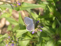 Cupido amyntula