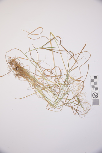 Representative image of Agrostis stolonifera