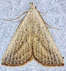 Macrochilo louisiana