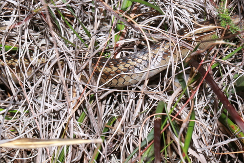 Cape Reed Snake