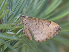 Eulithis destinata
