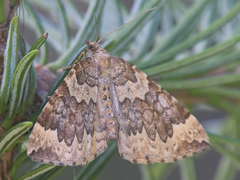 Eulithis destinata
