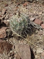 Coryphantha cornifera