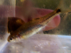 Hesperoleucus symmetricus