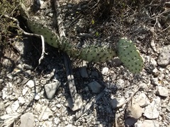 Opuntia stenopetala