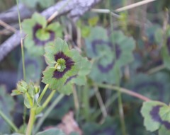 Pelargonium tabulare