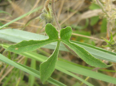 Ipomoea magnusiana image