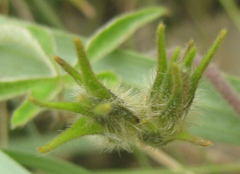 Ipomoea magnusiana image