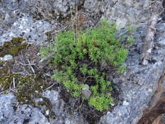 Hypericum empetrifolium