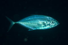 Craterognathus plagiotaenia