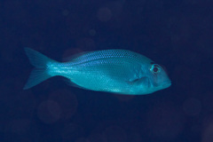 Gymnocranius superciliosus
