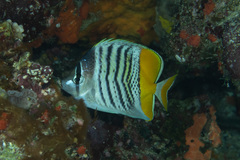 Chaetodon mertensii