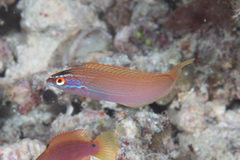 Pseudocoris yamashiroi