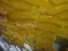 Botryllus