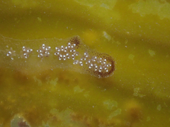 Botryllus