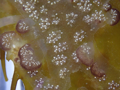Botryllus