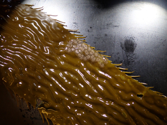 Botryllus