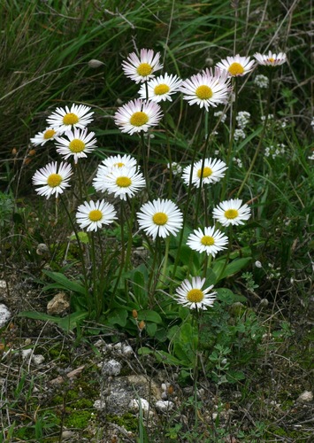 Bellis sylvestris