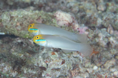 Valenciennea strigata