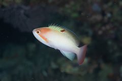 Pseudanthias hypselosoma