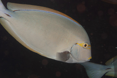 Acanthurus mata