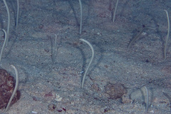 Gorgasia maculata