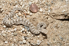 Crotalus cerastes cerastes