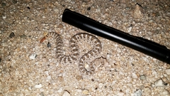 Crotalus cerastes cerastes