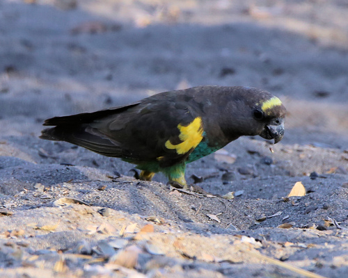 Meyer's Parrot