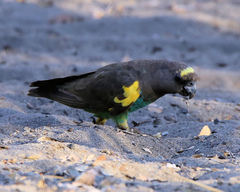 Poicephalus meyeri transvaalensis
