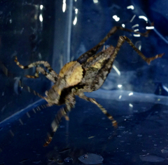 Neduba