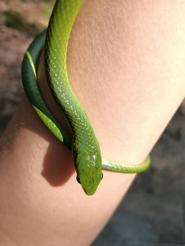 Chinese Green Snake